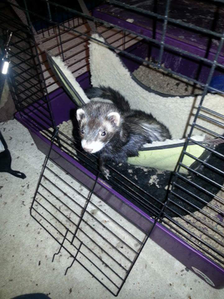 Moogleby peeking sleepily from the hammock in their always-open cage.